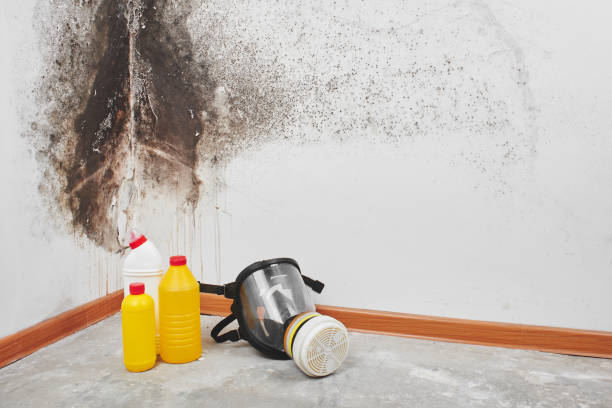Trusted Lake Caroline, VA Mold Removal Experts