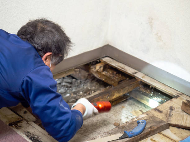 Best Affordable Mold Removal  in Lake Caroline, VA