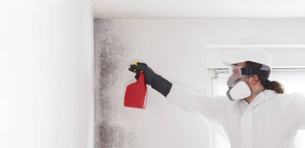 Best Same-Day Mold Removal  in Lake Caroline, VA