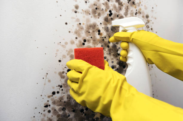 Best Fast Mold Removal  in Lake Caroline, VA