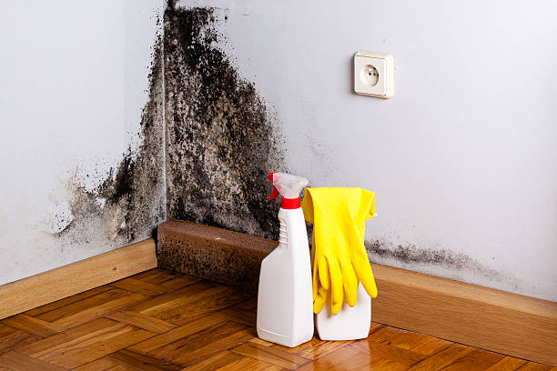 Best Black Mold Removal  in Lake Caroline, VA