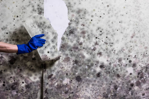 Best Crawl Space Mold Removal  in Lake Caroline, VA